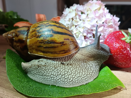 Divovski afrički puž Tigar (Achatina achatina)